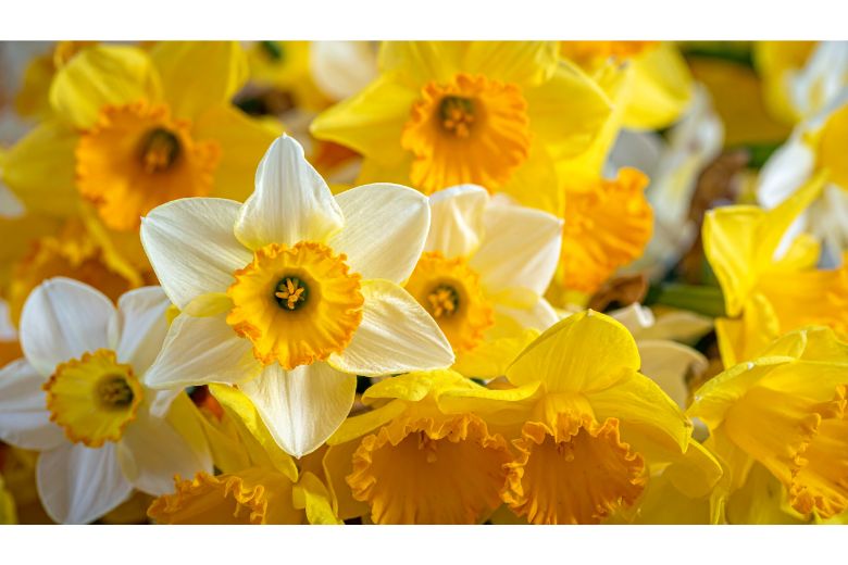 Nantucket Daffodil Festival event
